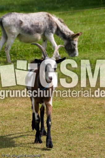 Ziege (4 von 17).jpg